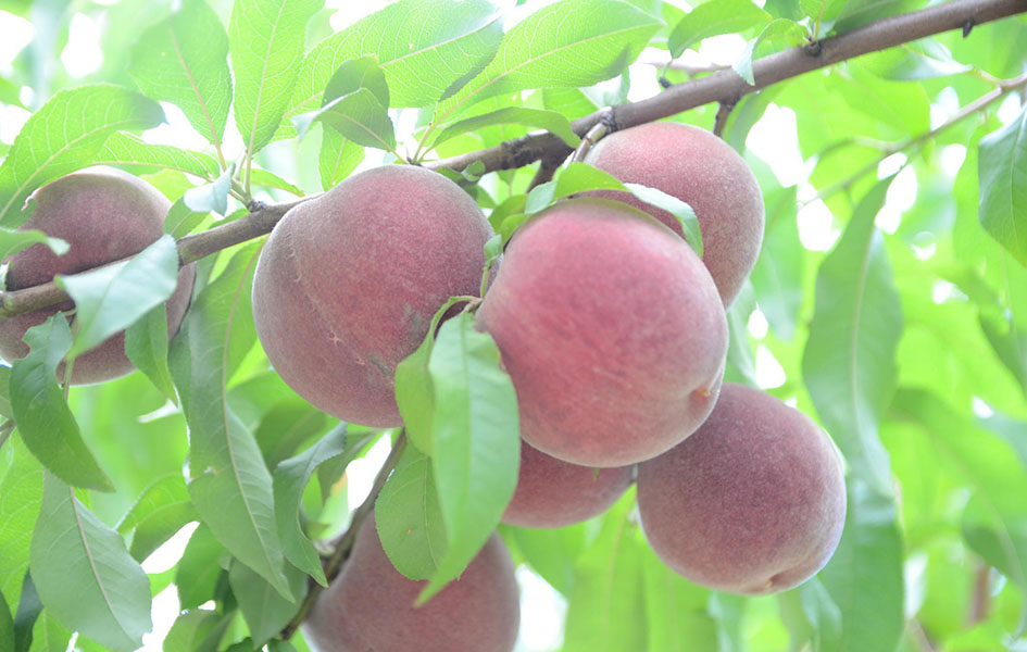 Hái trái cây tại Rayner’s Orchard